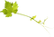 wine leaf, sunshine3 - безплатен png анимиран GIF