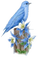 Vogel, blau, Blumen - 無料png アニメーションGIF
