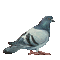 bird birds pigeon_ oiseaux colombe_gif _tube