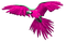 Parrot.Pink.Green - darmowe png animowany gif