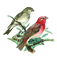 loly33 oiseaux - бесплатно png анимированный гифка