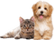 cat and dog sunshine3 - Бесплатный анимированный гифка