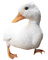pato - Free PNG Animated GIF