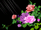 Rose - GIF animasi gratis GIF animasi