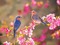 Kaz_Creations Backgrounds Background Birds - бесплатно png анимированный гифка