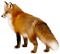 fox bp - darmowe png animowany gif