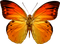 Kaz_Creations Butterfly - gratis png animerad GIF