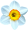narcissus Bb2 - Free PNG Animated GIF