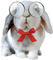 Kaz_Creations Animals Rabbit Hare - Free PNG Animated GIF