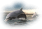tube dauphin - Free PNG Animated GIF