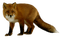 fox katrin - png gratis GIF animado
