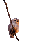 bird - Darmowy animowany GIF animowany gif