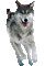 dog - Δωρεάν κινούμενο GIF κινούμενο GIF