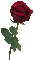 gif rózsa - Darmowy animowany GIF animowany gif