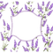 lavender flower  frame cadre lavande fleur