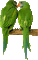 patymirabelle oiseau perroquet - Gratis geanimeerde GIF geanimeerde GIF