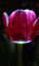 tulip - Bezmaksas animēts GIF animēts GIF