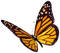 Kaz_Creations Deco Butterflies Butterfly Colours - gratis png animeret GIF