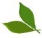 nbl-leaf