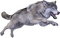 Wolf Jumping png