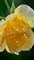 yellow rose Nitsa Papacon - Gratis geanimeerde GIF geanimeerde GIF