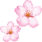 Sakura - GIF animé gratuit GIF animé