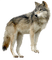 patricia87 loup - Free PNG Animated GIF
