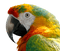 Parrot birds bp - PNG gratuit GIF animé