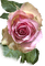 Roses dm19 - darmowe png animowany gif