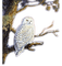 Rena Schneeeule Eule Vogel Bird - gratis png animerad GIF