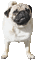 Kaz_Creations Dogs. Dog Puppies Pup Pug - Ingyenes animált GIF animált GIF
