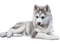 Siberian Husky - png gratis GIF animasi