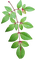 lehti leaves luonto nature - бесплатно png анимированный гифка