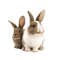 bunny - bezmaksas png animēts GIF