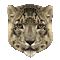 snow leopard bp - GIF เคลื่อนไหวฟรี GIF แบบเคลื่อนไหว