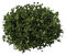 Pflanze - δωρεάν png κινούμενο GIF