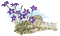 Australian native flowers bp - Безплатен анимиран GIF анимиран GIF