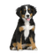 Kaz_Creations Dog Pup - безплатен png анимиран GIF