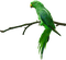 Kaz_Creations Birds Bird Parrot - Free PNG Animated GIF