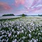fond floral  bp - png gratuito GIF animata