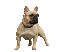 Bulldog Francês - GIF animé gratuit GIF animé