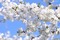 fleur blanche - kostenlos png Animiertes GIF