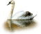 duck katrin - ücretsiz png animasyonlu GIF