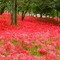 Red Flower Forest - Free PNG Animated GIF