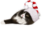 Kaz_Creations Cats Cat Kittens Kitten  Christmas - Free PNG Animated GIF