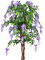 Bloemen en Planten - PNG gratuit GIF animé