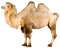 Camel - gratis png animerad GIF