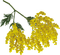 Flowers yellow bp - png gratuito GIF animata