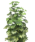 Planta color verde - Бесплатни анимирани ГИФ анимирани ГИФ