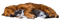 Dog.Cat.Sleep.Chien.Chat.Victoriabea - zdarma png animovaný GIF